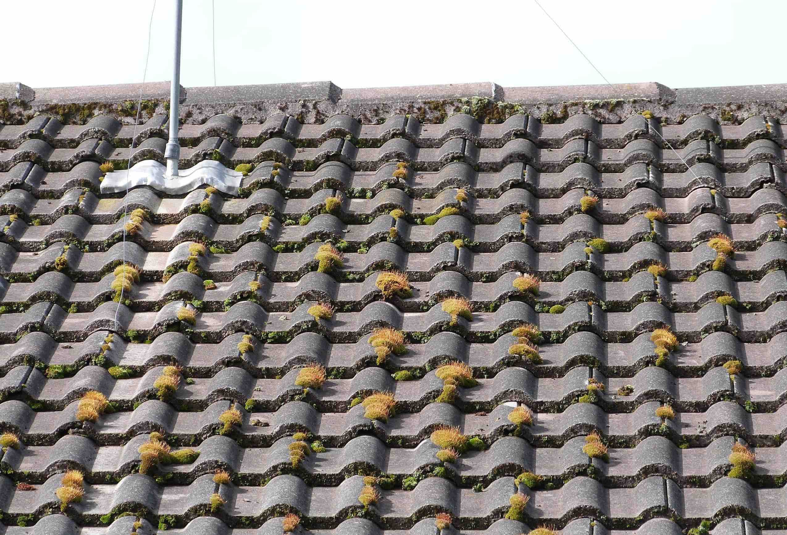 Before Roof Cleaning Process