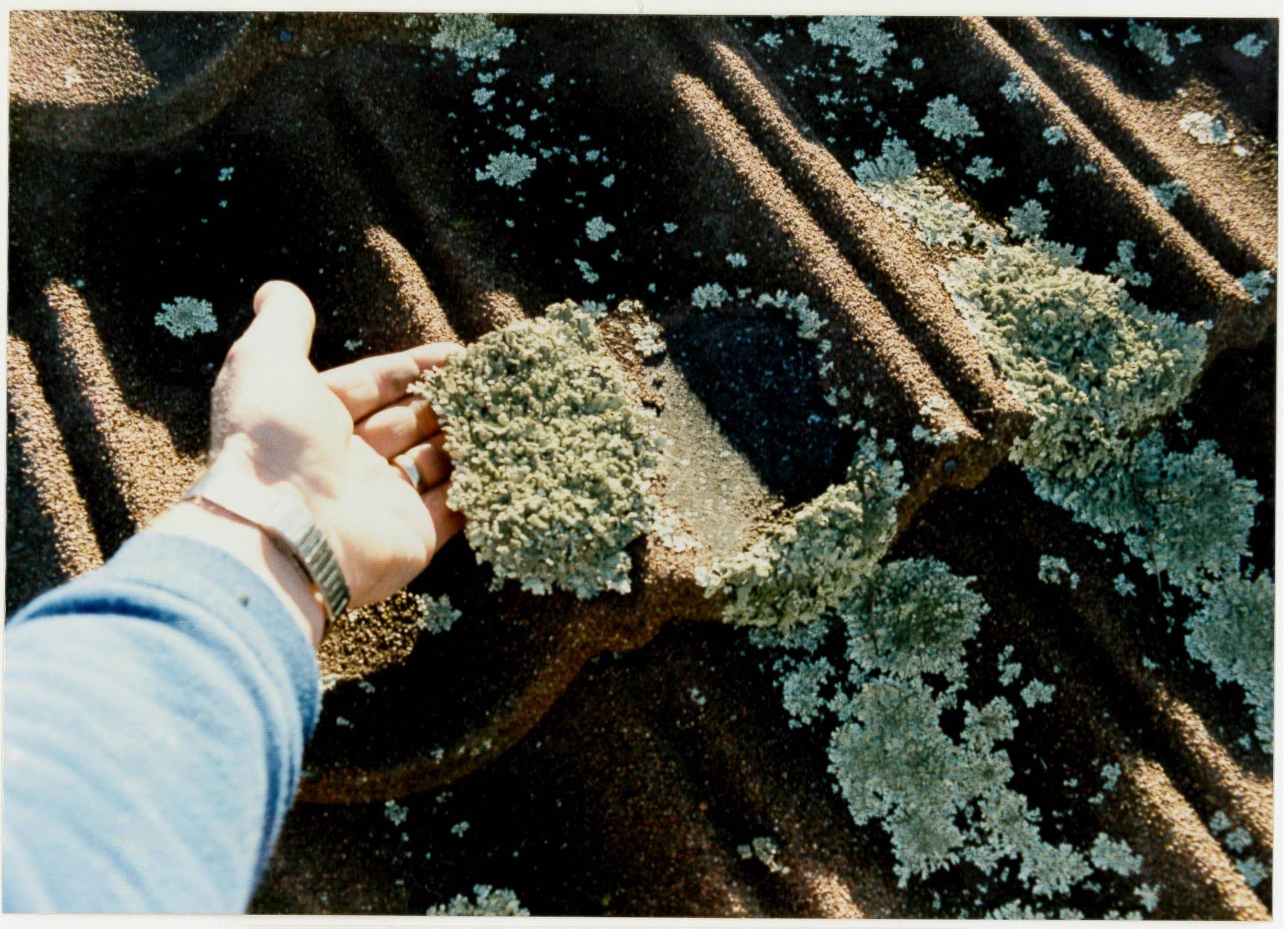 Holding a piece moss on a roof
