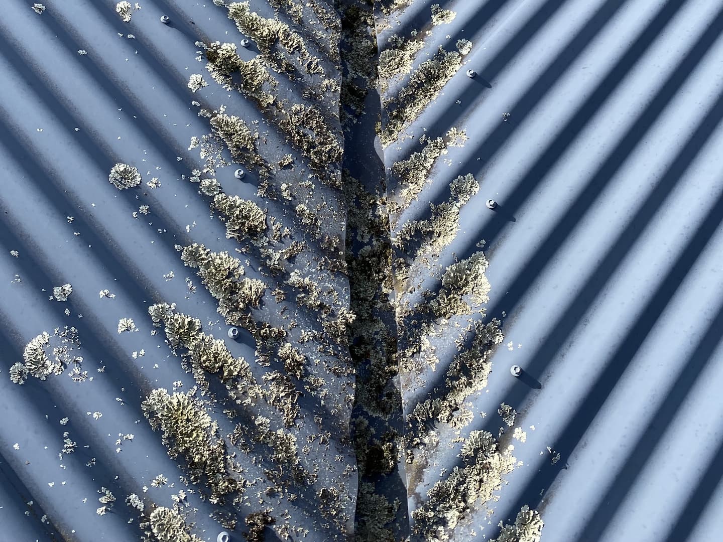 A close-up of a metal roof covered in moss.