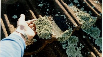 Holding a piece moss on a roof